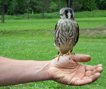 Photo of the Week: Feathered Friend Image